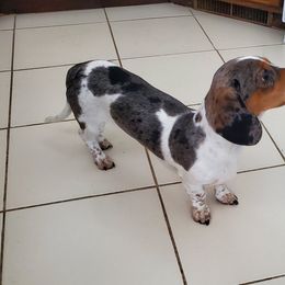 Jasper - Dachshund