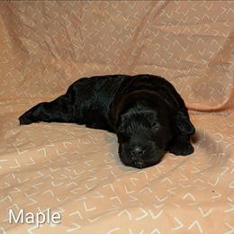 Maple - Brown female Cockapoo puppy in Sunset, Louisiana from Cano Cockapoos