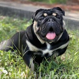 Nova - Bulldog