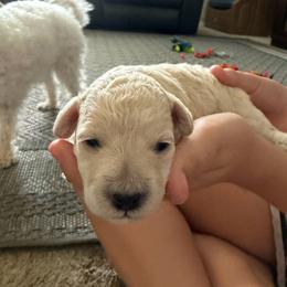 Ollie - White female Maltipoo puppy in Lochbuie, Colorado from ABLE