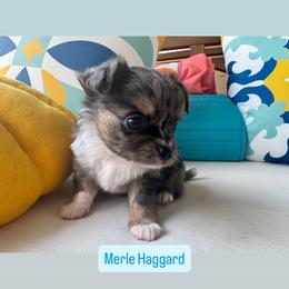 Merle haggard - Merle male Chihuahua puppy in Canton, Georgia from Moon Made Farm