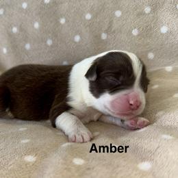 Amber - Red tri-color female Miniature American Shepherd puppy in Florseville, Texas from Ashber Farm