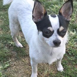 Sheldon - Chihuahua