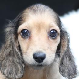 REMi - Cream female Dachshund puppy in Azle, Texas from American Dachshunds