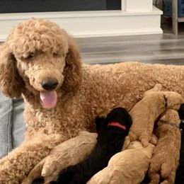 Poodles from Leaning Oak Kennels