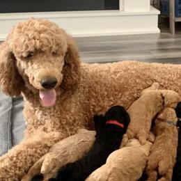 Poodles from Leaning Oak Kennels