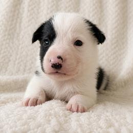 Bear - Male - Black and white male Border Collie puppy in Avery, Texas from Willa Creek Border Collies