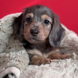 Adriana La Cerva - Dapple female Dachshund puppy in Chandler, Arizona from Vonaducci Doxies, LLC.
