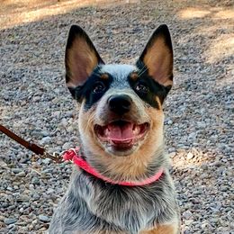 Sassy - Australian Cattle Dog