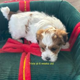 Trixie - Fawn sable female Havanese puppy in Hudson, New York from Havanese of Claverack and Hudson Valley Labradors