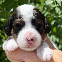 Persephone - Tri-color female Cavapoo puppy in Tucson, Arizona from Adored Poodle & Doodles
