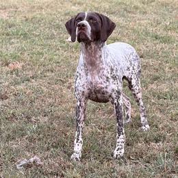 German Shorthaired Pointers from SmokePoint GSPs