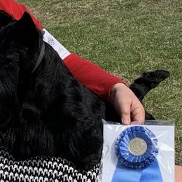 Scottish Terriers and Sealyham Terriers from Pegfield