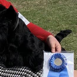 Scottish Terriers and Sealyham Terriers from Pegfield
