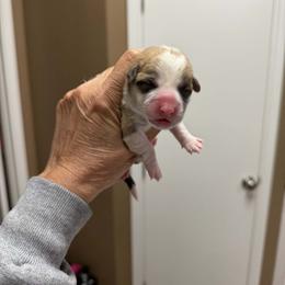 Pink Collar Female - Red female Pembroke Welsh Corgi puppy in Victoria, Texas from Clear Creek Corgis