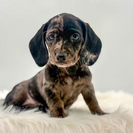Gokus sis - Dapple female Dachshund puppy in Litchfield, Illinois from Charmm Dachshunds