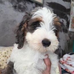 Murphy - Merle male Cavapoo puppy in Underwood, Minnesota from Tru Cuddle Pups