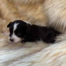 Everest - Brown and white female Aussiedoodle puppy in Timpson, Texas from Double S Kennel