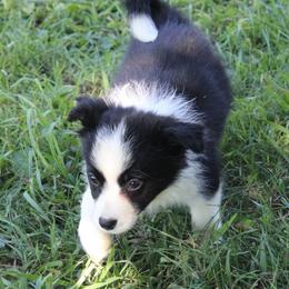 Nardello - pink - Black and white female Border Collie puppy in Crawfordsville, Indiana from Rescued Dreams Border Collies