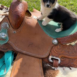 Raven - Black and tan female Pembroke Welsh Corgi puppy in Hillsville, Virginia from Bonderosa Kennels