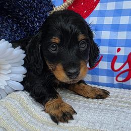 Lilly - Black and tan female Dachshund puppy in Goodman, Missouri from Darling Dachshunds