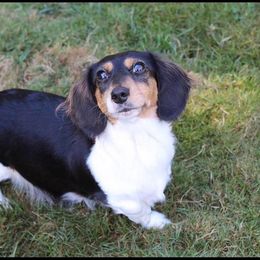 Peach - Dachshund