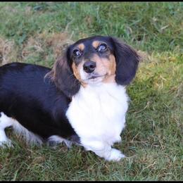 Peach - Dachshund