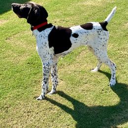 German Shorthaired Pointer Puppies from TTR GSP TopDog Kennels