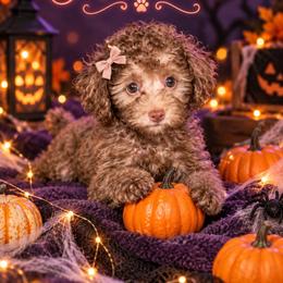 Nutella - Brown female Poodle puppy in Davie, Florida from Sweet Peluditos