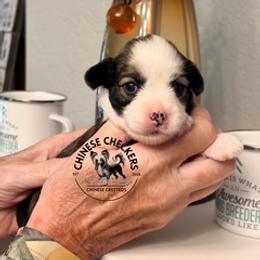 Izzy - Brown female Chinese Crested puppy in Port Charlotte, Florida from Chinese Checkers Chinese Cresteds