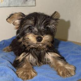 Boy 3 - male Yorkshire Terrier puppy in Paisley, Florida from Everyonelovesyorkies