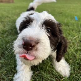 Pink - Black and white Bernedoodle puppy in Simpsonville, South Carolina from Sadie’s Doodles