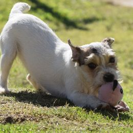 Lola - Tan and white female Jack Russell Terrier puppy in Menifee, California from Wendover Terriers