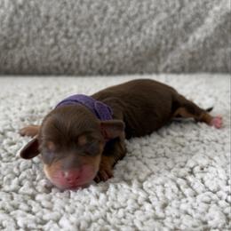 Nini - Chocolate and tan female Dachshund puppy in Lawrenceville, Georgia from Chivi Paws