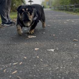 Diesel - Bulldog