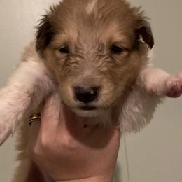 Padme - Collie puppy from Medicine Wheel Farms and Kennels