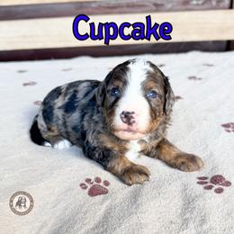 Cupcake - Blue merle male Bernedoodle puppy in Banner Elk, North Carolina from Walnut Tree Bernedoodles