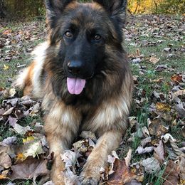 German Shepherd All Grown Up from Vom Sturmjäger