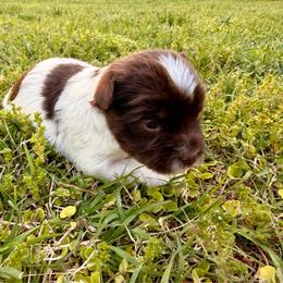 Pink puppy - Chocolate, tan and white female Yorkshire Terrier puppy in Dallas, North Carolina from Yorkie Fever