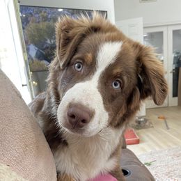 Australian Shepherds and Poodles from The Mason Farm