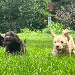 Australian Labradoodle Puppies from AKAs Doodles and Poodles, LLC