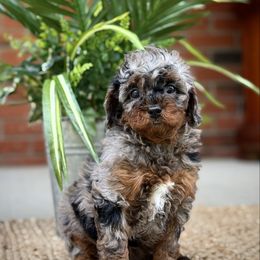 Pink - Merle female Cavapoo puppy in Huntington, West Virginia from McCloud’s Poodles & Doodles