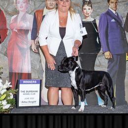 Drama - Staffordshire Bull Terrier
