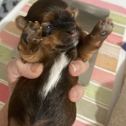 Girl 1 Zenna - Red sable female Havanese puppy in Falkville, Alabama from Nanas Havanese