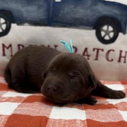 Teal - Chocolate female Labrador Retriever puppy in Heath Springs, South Carolina from Rich Hill Retrievers