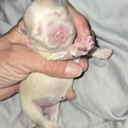 Girl 1 - Cream female Maltipoo puppy in Brooksville, Florida from DeVall Maltipoos