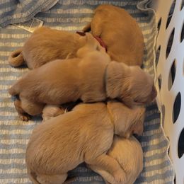 Girl 2 - Golden Retriever puppy from Lenhart Goldens