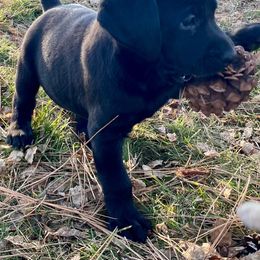 Labrador Retrievers from Hudson Silverado Bird Dogs