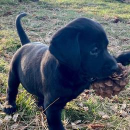 Labrador Retrievers from Hudson Silverado Bird Dogs