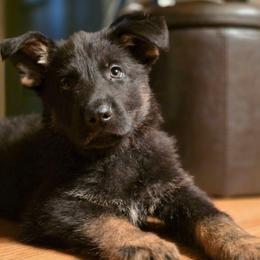 Purple collar (Bucky) - Black and red male German Shepherd puppy in Hermitage, Pennsylvania from Shepherds of the Hundred Acres